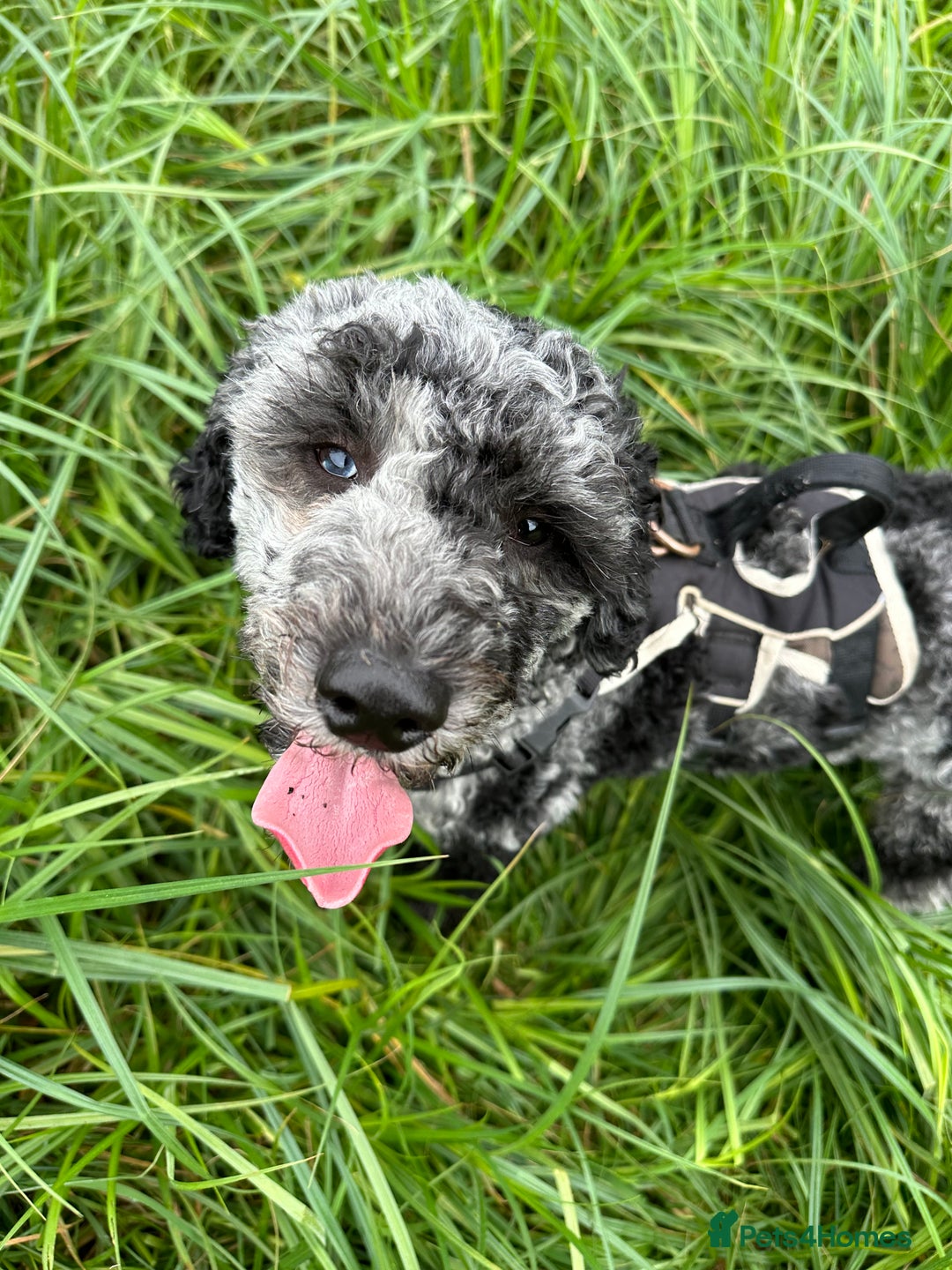 Miniature Poodle dogs for stud: Miniature Merle Poodle STUD  - Image 8