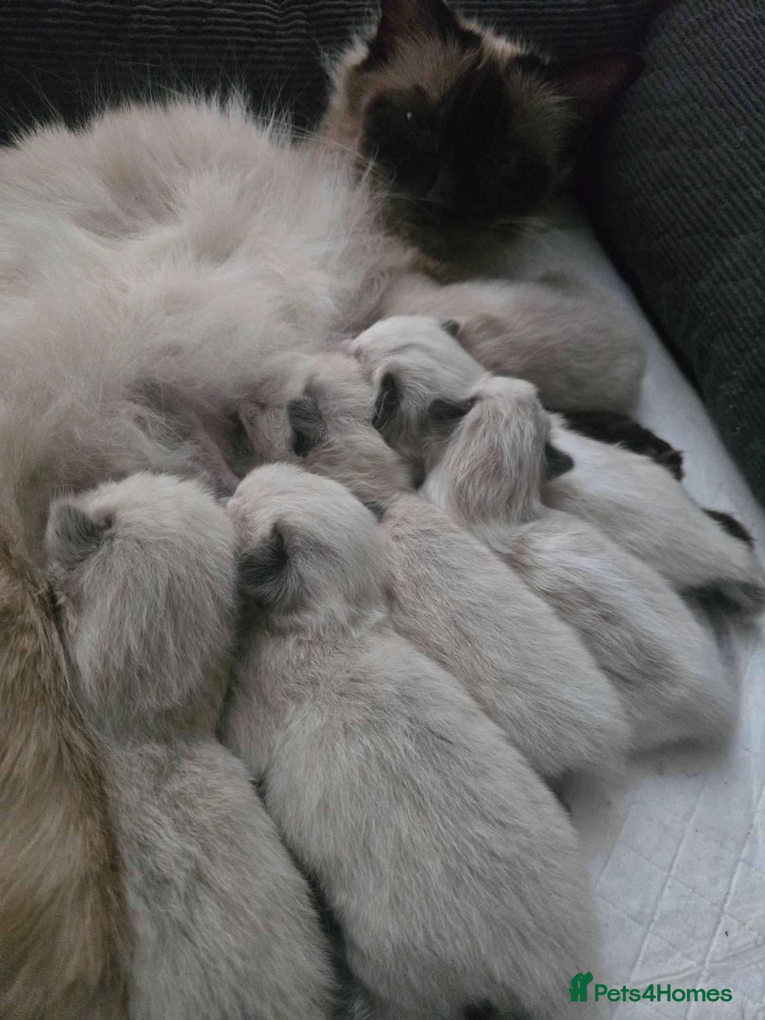 Ragdoll cats for sale: Sky kittens 😸 ♥️  - Advert 3