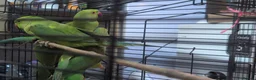 Ringnecks birds for sale: Ringneck Parrots Available!🦜🐦 - Advert 6