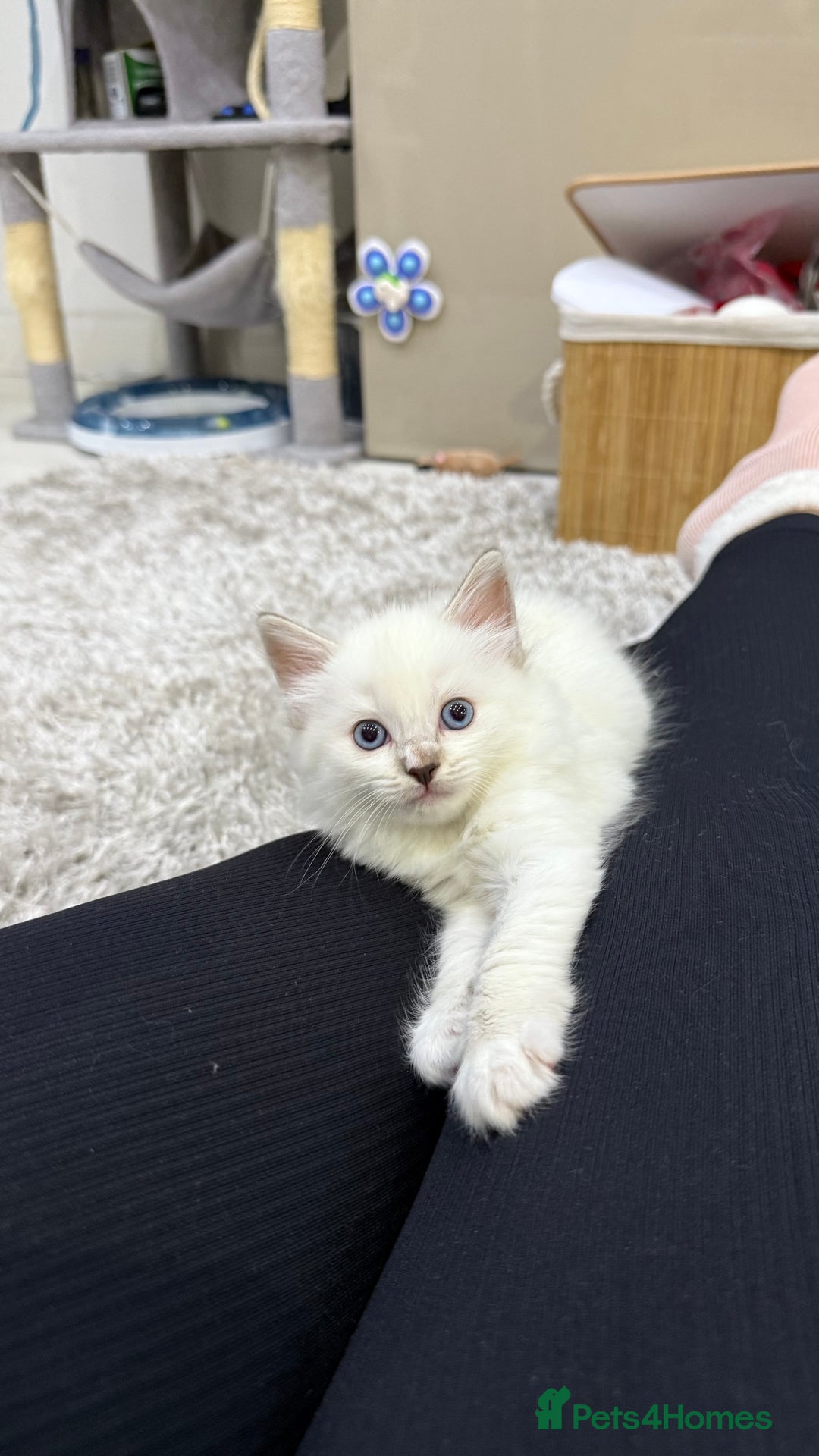Ragdoll cats for sale: Beautiful Ragdoll Kittens for Sale – 2Boys&2Girls - Advert 7