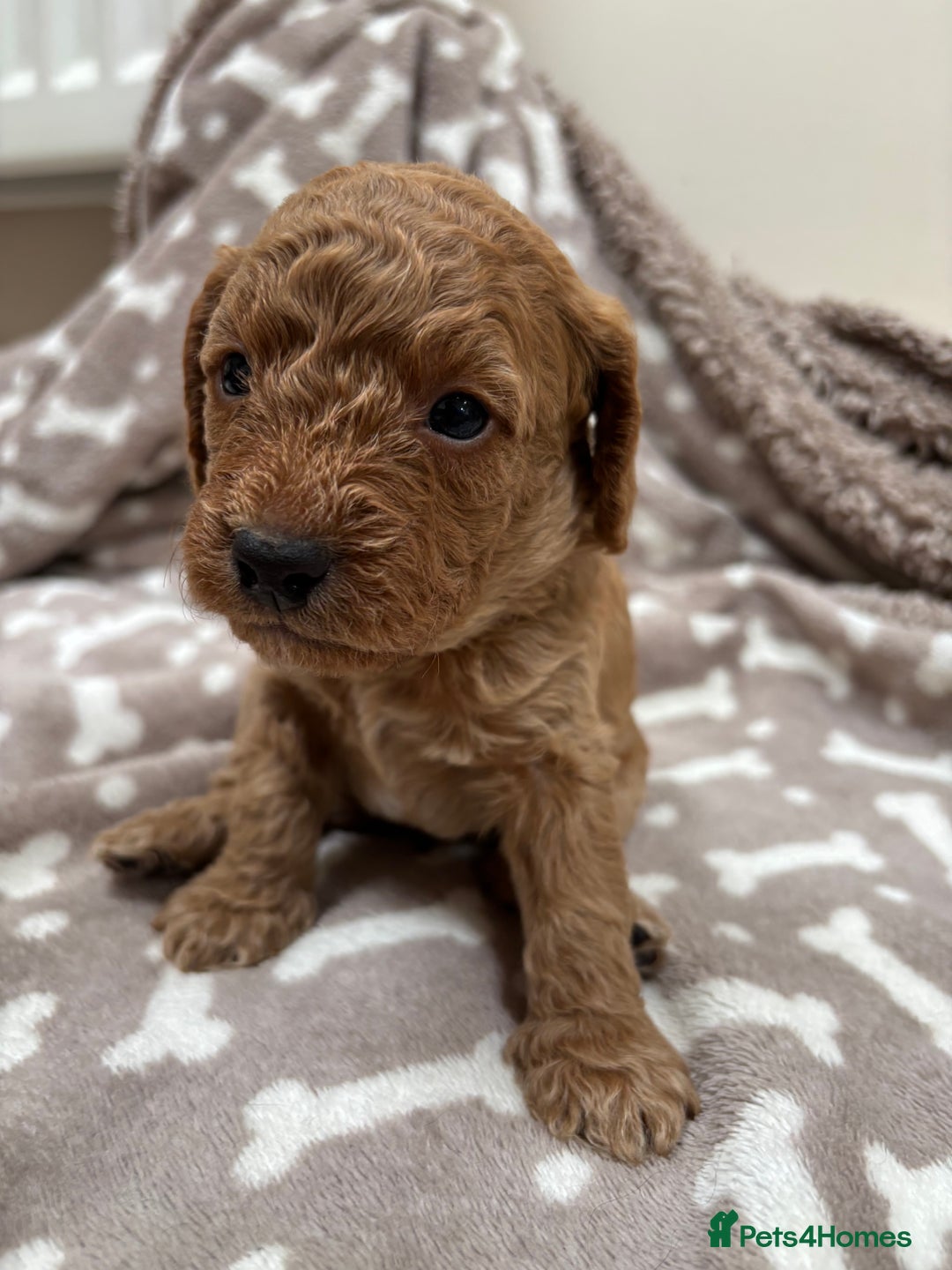 Cockapoo dogs for sale: Adorable cockapoo puppies for sale  - Image 4