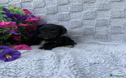 Cockapoo dogs for sale: F1 Showtype Cockapoo - Image 9