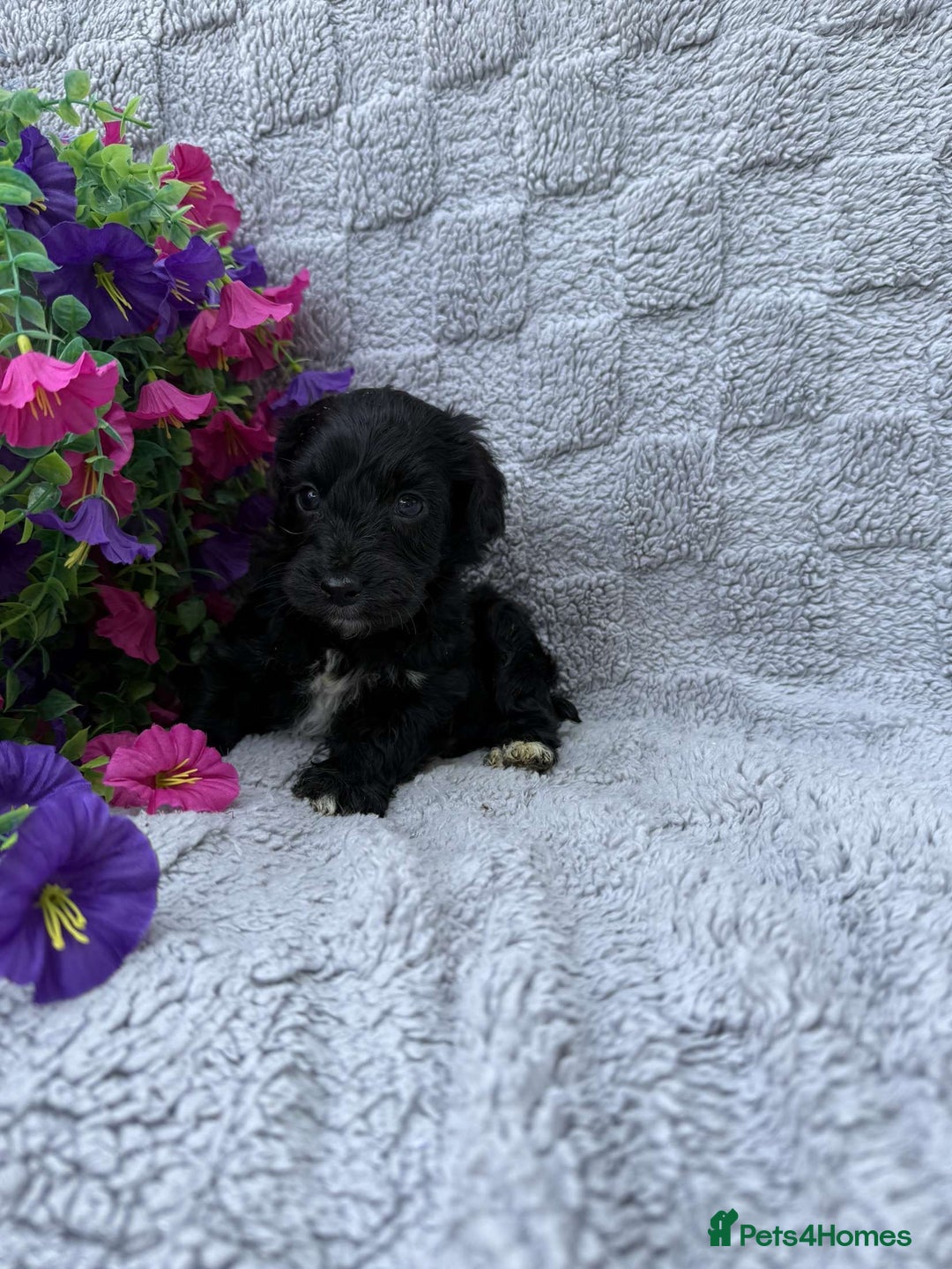 Cockapoo dogs for sale: F1 Showtype Cockapoo - Image 9
