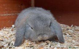 Mini Lop rabbits for sale: Gorgeous mini lops ready now! - Advert 15