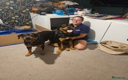 Rottweiler dogs for sale: Rottweiler puppies - Image 11