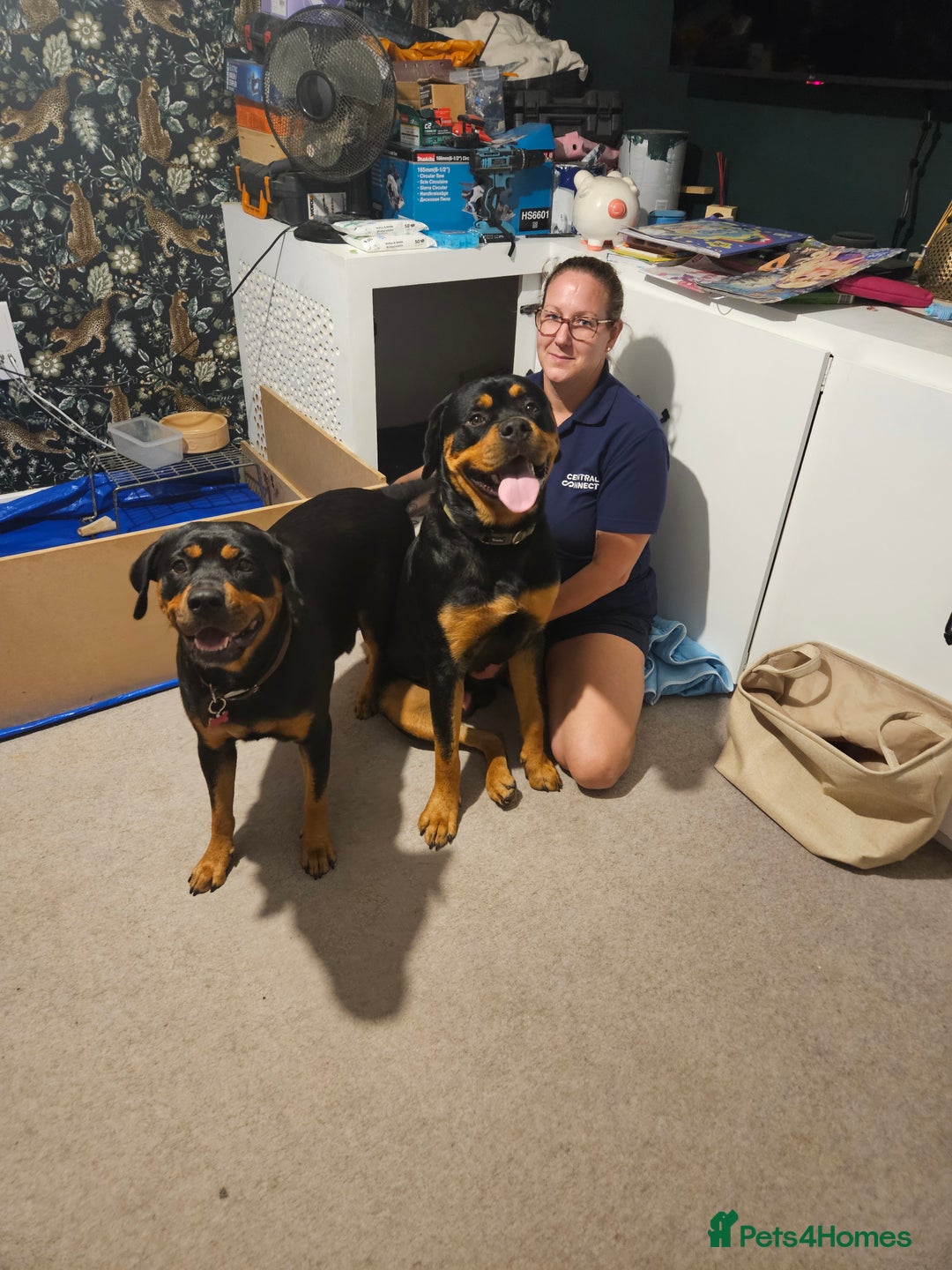 Rottweiler dogs for sale: Rottweiler puppies - Image 11