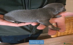 Mixed Breed dogs for sale: 5 beautiful Chiweenie puppies for Sale  - Image 11