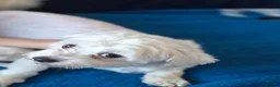Maltese dogs for sale: Sold  - Advert 12