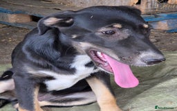 Mixed Breed dogs for adoption: RONA - a Lovely young Girl, for a Loving Home - Advert 2