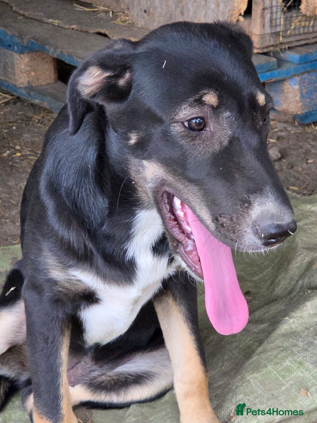 Mixed Breed dogs for adoption: RONA - a Lovely young Girl, for a Loving Home - Advert 2