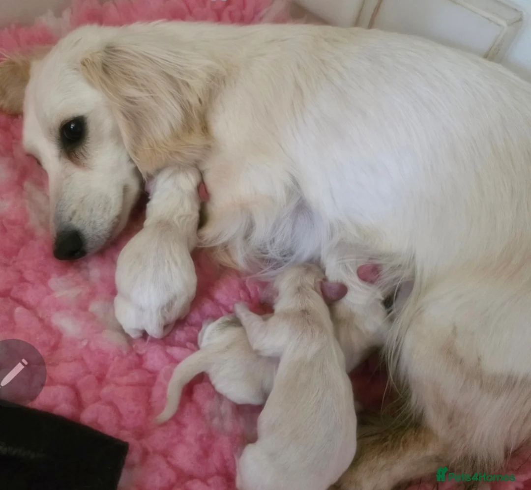 Miniature Dachshund dogs for sale: ⭐️ Stunning Clear Cream Miniature Dachshund boys⭐️ - Advert 2
