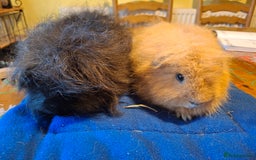 Guinea Pig rodents for sale: Lovely friendly swiss Guinea pigs - Image 3