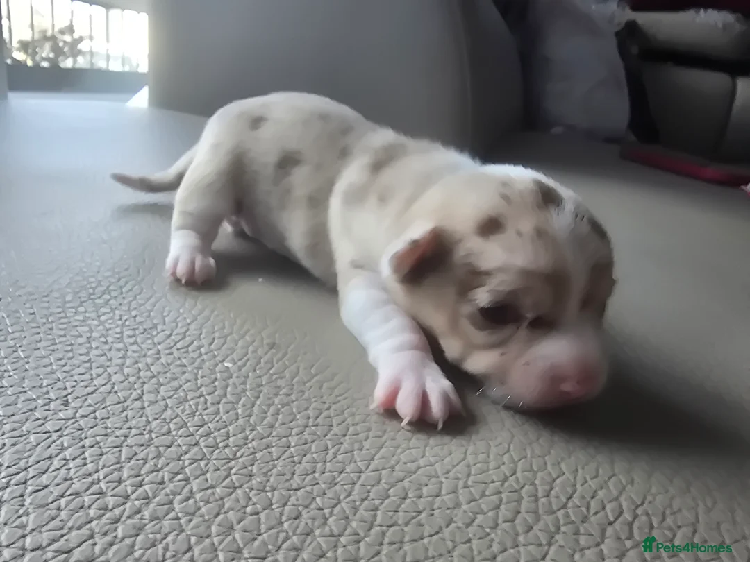 Chihuahua dogs for sale: Chiuhuhua cap short-haired - Advert 1