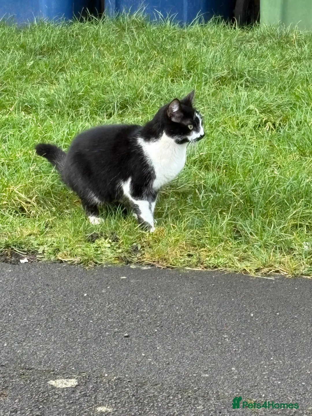 Mixed Breed cats for sale: 2 female cats - Advert 4