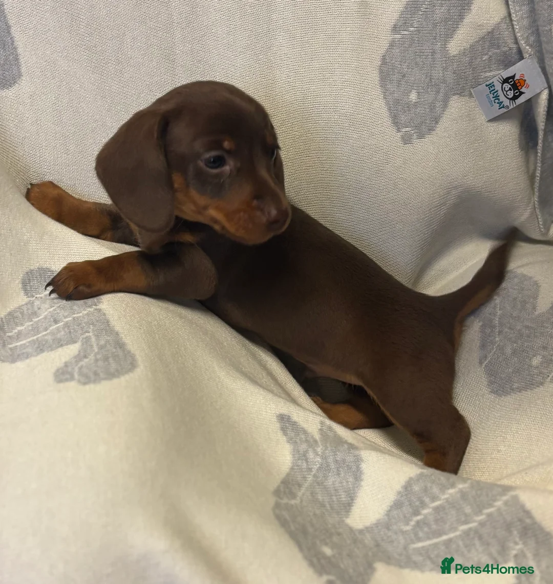 Dachshund dogs for sale: Two beautiful boys  - Advert 6