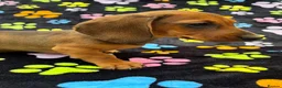 Dachshund dogs for sale: Dachshund Puppies ready for their forever homes - Advert 9