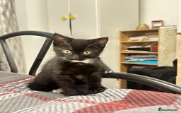 Munchkin cats for sale: 🐾 Adorable 2-Month-Old Male Kitten  🐾 - Image 2