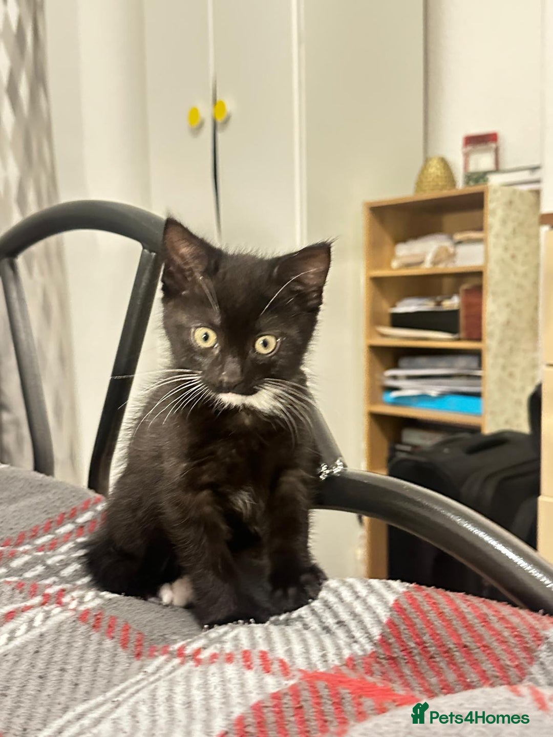 Munchkin cats for sale: 🐾 Adorable 2-Month-Old Male Kitten  🐾 - Image 2
