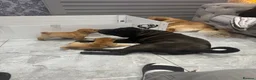 Shar Pei dogs for sale: Shar pei bear coat puppy’s  - Advert 11
