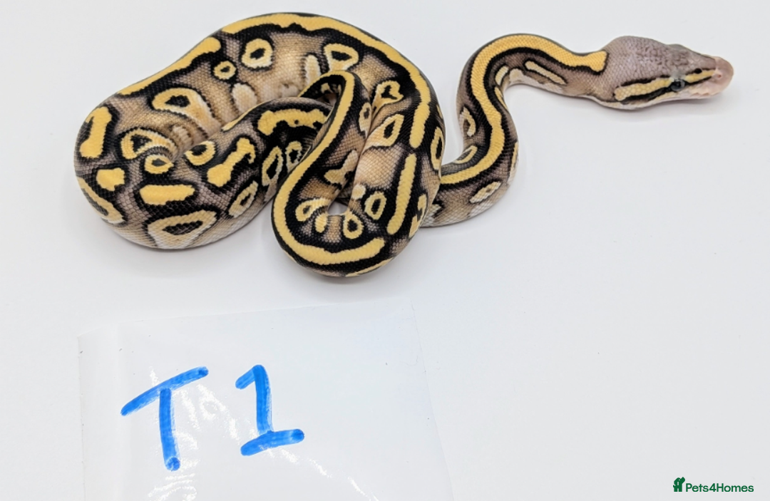 Python Snake reptiles for sale: Range of Royal Pythons - Advert 4