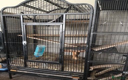 Chinchilla rodents for sale: Chinchilla pair and full set up - Image 3