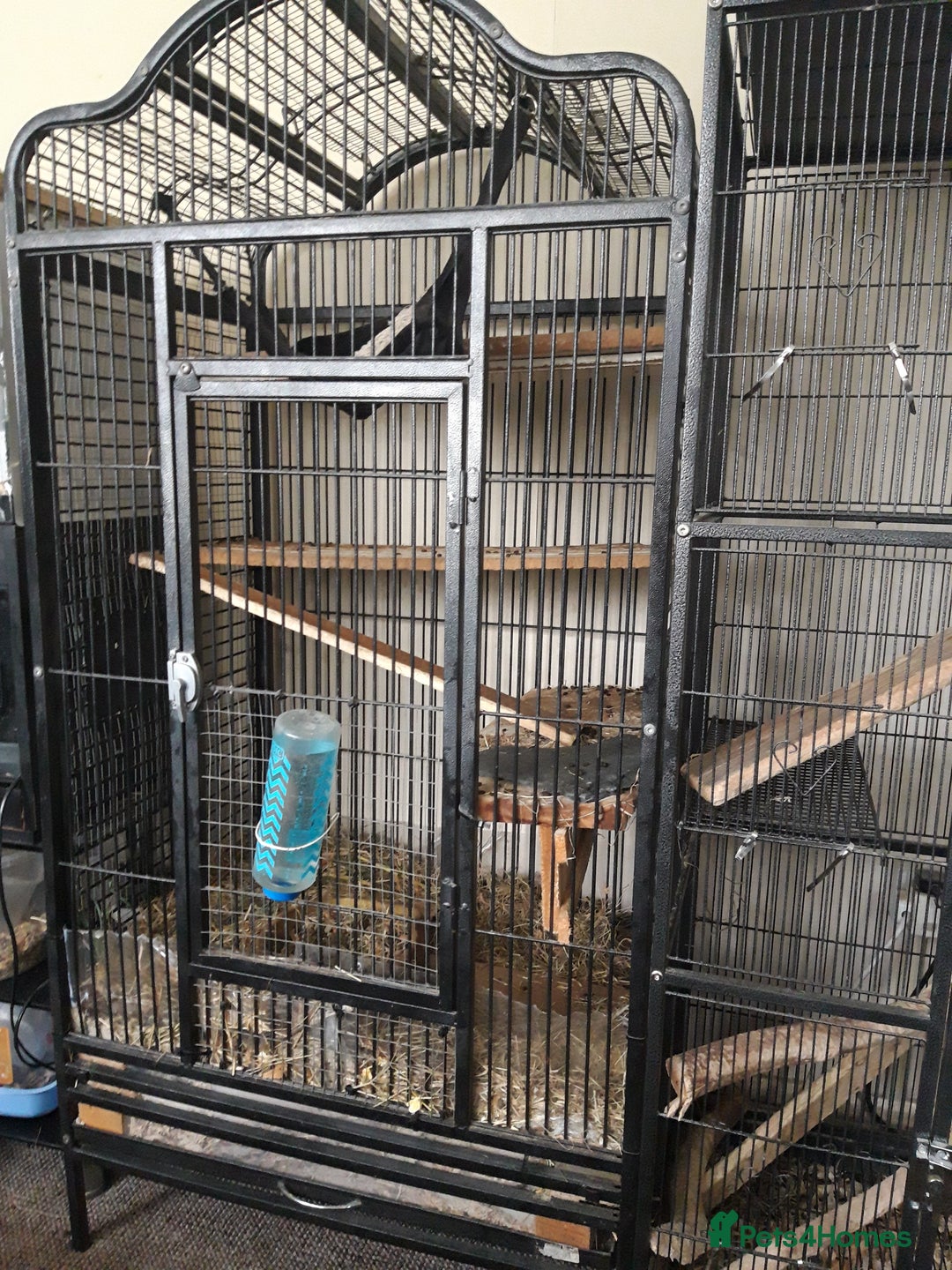 Chinchilla rodents for sale: Chinchilla pair and full set up - Image 3