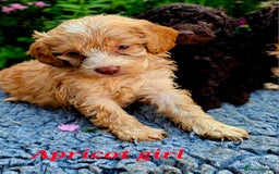 Cockapoo dogs for sale: Top quality F1 health tested cockapoos  - Image 7