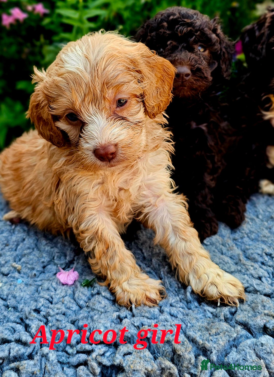 Cockapoo dogs for sale: Top quality F1 health tested cockapoos  - Image 7