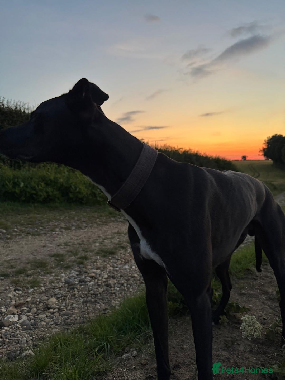 Lurcher dogs for stud: Adorable lurcher for stud - Image 12