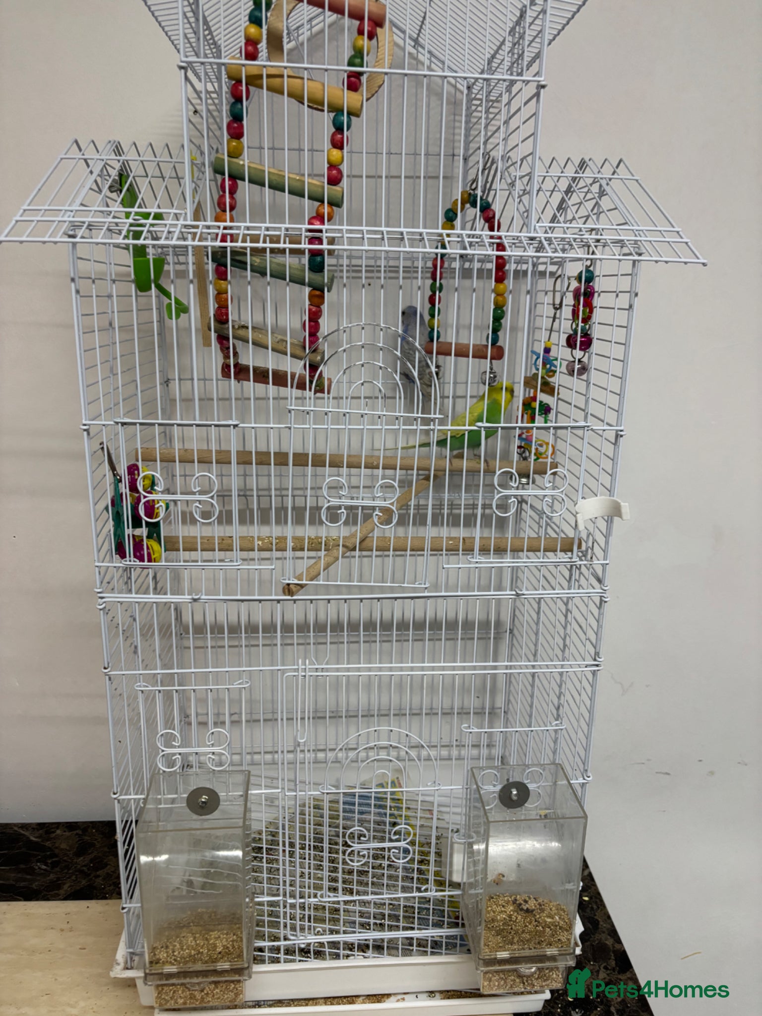 Budgerigars birds Lovely budgies - Advert 1