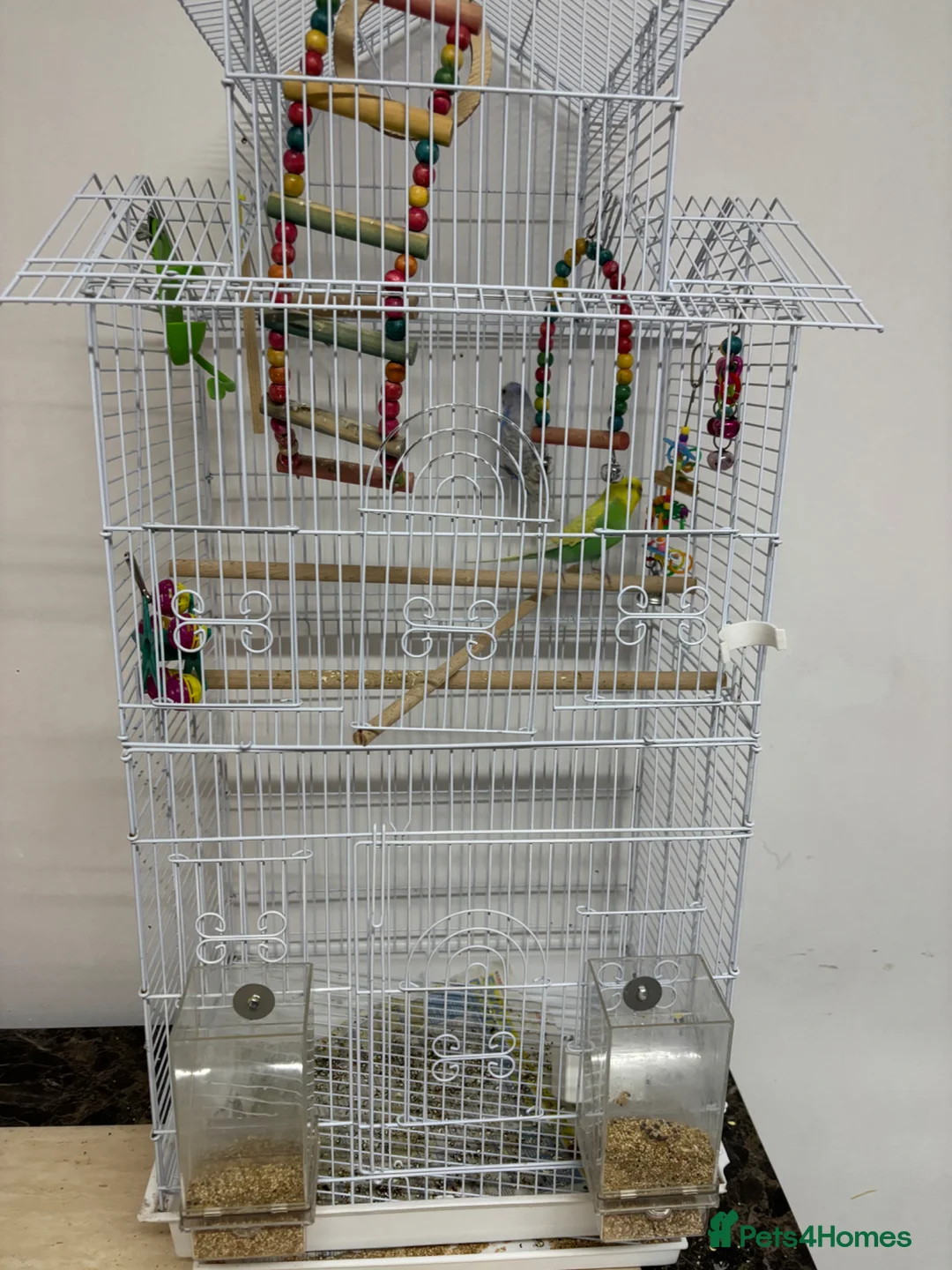 Budgerigars birds for sale: Lovely budgies - Advert 1