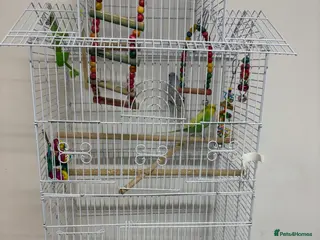 Budgerigars birds Lovely budgies - Advert 1