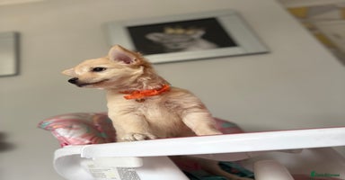 Chihuahua dogs - Advert 6