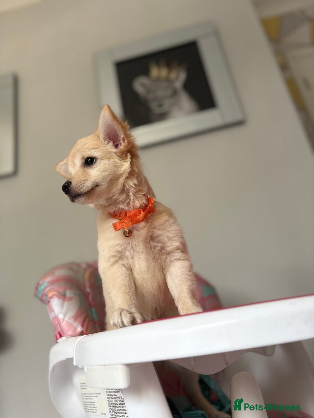 Chihuahua dogs for sale: Chihuahua x Italian volpino (5 puppies left ) 🏆 - Image 2