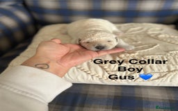 Poochon dogs for sale: Beautiful Poochon Puppies – Ready for Viewing - Image 6