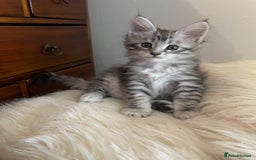 Maine Coon cats for sale: Mainecoon kittens Polydactyl/non polydactyl  - Image 3