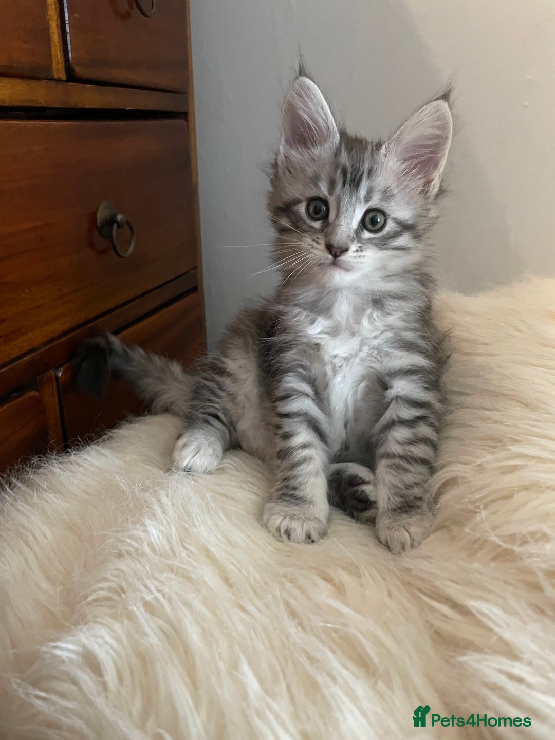 Maine Coon cats for sale: Mainecoon kittens Polydactyl/non polydactyl  - Image 3
