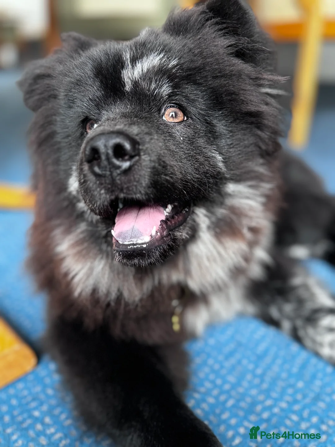 Mixed Breed dogs for sale: Black Chow Pom breed - Advert 3