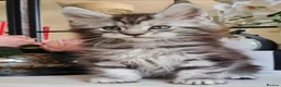 Maine Coon cats for sale: GCCF REGISTERED MAINE COON KITTENS - Advert 12