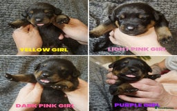 Rottweiler dogs for sale: 🏆(Kc)Champion bloodline Rottweiler puppies. - Image 3