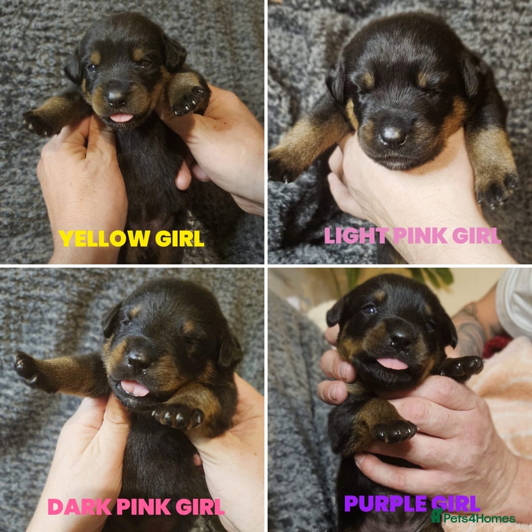 Rottweiler dogs for sale: 🏆(Kc)Champion bloodline Rottweiler puppies. - Image 3