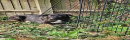 Mixed Breed dogs for adoption: Green for adoption in Hastings - Advert 2