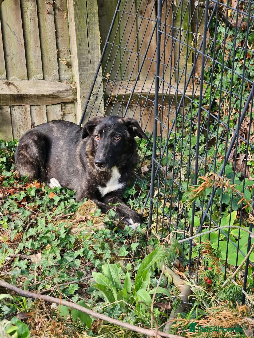 Mixed Breed dogs for adoption: Green for adoption in Hastings - Advert 2