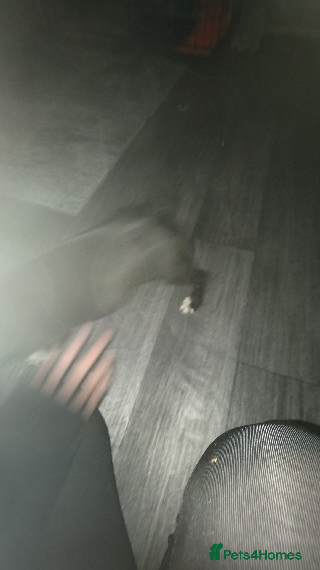 Mixed Breed dogs for sale: This is raven - Advert 4