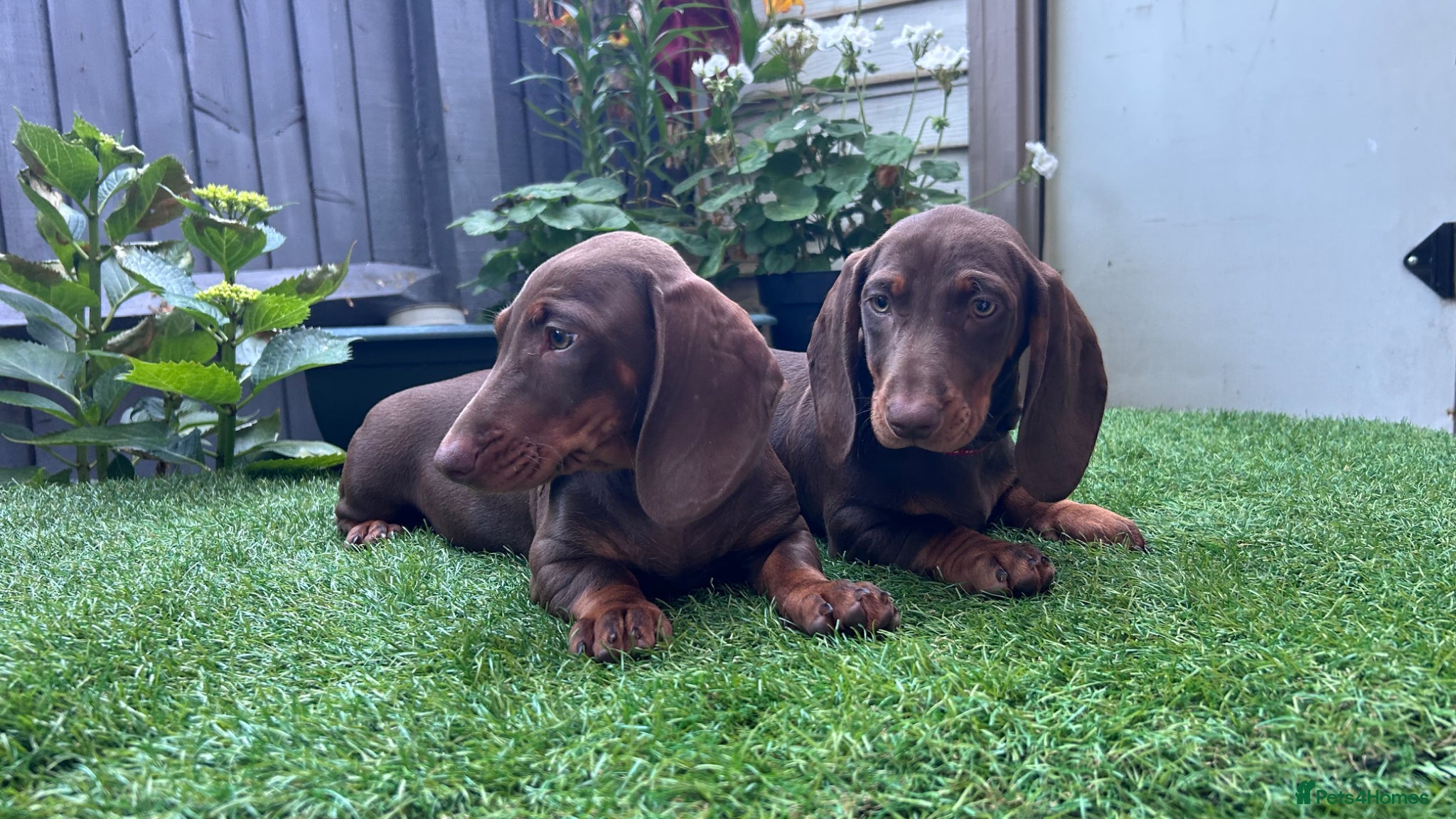 Dachshund dogs for sale: Only ONE Girl left Standard dachshund - Advert 9