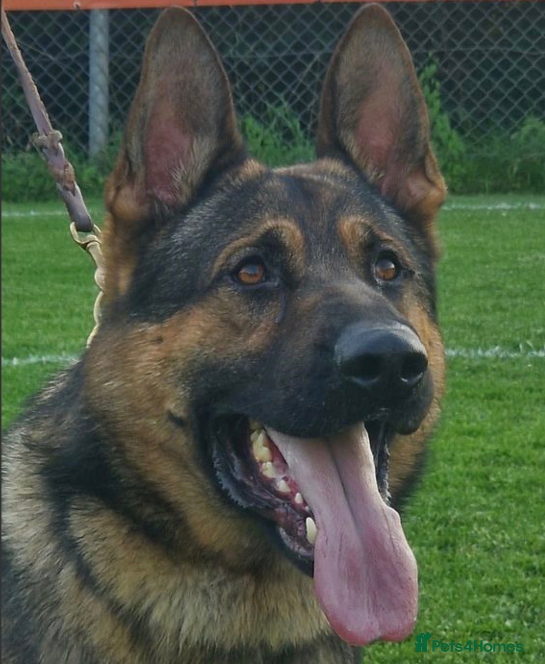 German Shepherd dogs for sale: Beautiful German Shepherd Pups  - Advert 2