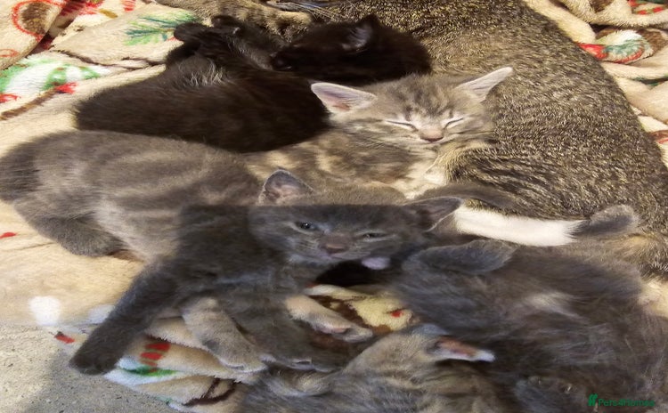 Mixed Breed cats - Advert 5