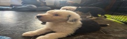Old English Sheepdog dogs for sale: Extensively health tested KC registered OES  - Advert 12