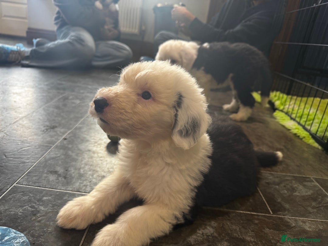 Old English Sheepdog dogs for sale: Extensively health tested KC registered OES  - Advert 12