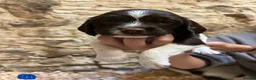 English Springer Spaniel dogs for sale:  Beautiful Pedigree springer spaniels  - Advert 8